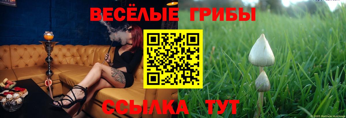 Псилоцибиновые грибы Psilocybine cubensis Сокол